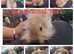 3 lionhead babies