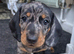 Beautiful Dapple Dachshunds