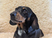 4 miniature dachshund puppies