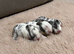 Four Lionhead Babies Ready Soon