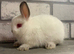 Netherland Dwarf Himi Baby