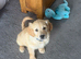 Puppy’s can be taken home from Friday please get in touch