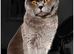 BSH GCCF MALE CAT