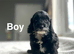 Layla beautiful cockapoo puppies ready on 17th July