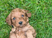 Fox Red Cockapoo Puppies