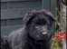 2 stunning female jet black pups