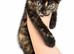 2 beautiful female kittens