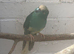 Blue Proven Male Kakariki
