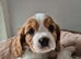 6 Cavalier King Charles Spaniel puppies