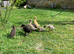 Fertile Hybrid duck eggs