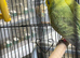 Budgies