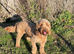 ADORABLE QUALITY RED COCKERPOO NEUTERED RED BOY