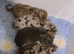 Stud Miniature dachshund Tiny Ted dapple carrying long