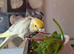 Silly Hand Tame Baby Cockatiel