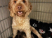 F1b toy cockapoo boy and girls
