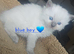 Ragdoll kittens *1 girl left*