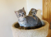 British long hair mix kittens