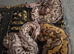 3 x royal python babies