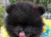 Black Pomeranian Boys Looking forever Homes