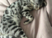 6 month old spayed bengal