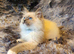 Beautiful GCCF Registered Ragdoll Kittens.