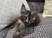 Maine Coon Kittens ONE FEMALE LEFT