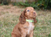 Ready Now Kc Reg Show Type Cocker Spaniels