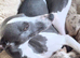 Kc reg whippet girl