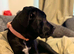 Cane Corso for re homing