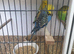 Budgies