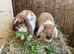 Beautiful Friendly Plush Lop Females