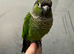 2 hand reared conures £300 each