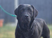 KC Registered- 2 Year Old Female Lab