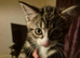Kittens for sale