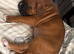 Champion breed boxer puppies