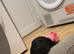 Labrador cross sproker spaniel female