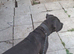Male presa canario