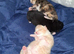 Cute kittens