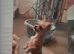 Hi im Archie a pugapoo cross chihuahua