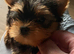 beautiful Yorkshire terrier puppy bitches