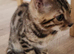 Benjal cats for sale Boy and girl