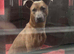 Saluki bull grey whippet