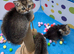 Pedigree British Shorthair