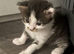 2 male kittens