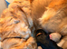 3 Girl Goldendoodle puppies