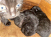 One black kitten