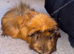 Guinepigs need gone asap