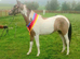 Beautiful part bred arab gelding