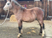 Stunning welsh a yearling