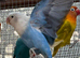 Opaline Fischer Lovebirds